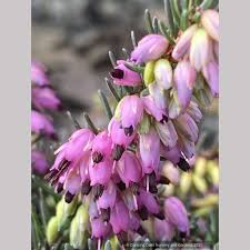 Image result for Erica kingaensis