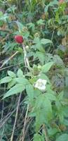Image result for Rubus rosifolius