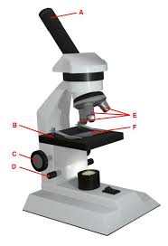 Force and fan carts gizmo answer key | sante blog electron configuration gizmo answer key.pdf electron configuration. Https Www Acpsd Net Site Handlers Filedownload Ashx Moduleinstanceid 69499 Dataid 97295 Filename Celltypesse Pdf