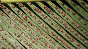 Image result for scale on plant