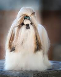 Pin De Verdan En For The Love Of Shih Tzus Perros Perros Mascotas Shih Tzu