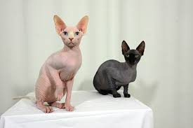 My name is lorie milbank owner of barenakedbabies sphynx cattery i am here to expose :toni dually(real name. About Us Nobilgatti