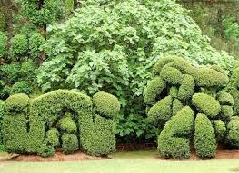 Pearl Fryar Hollies 21st Century Topiary Garden Topiary Garden Types
