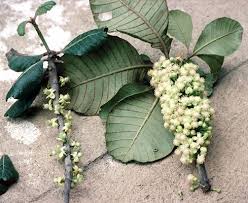 Image result for Uapaca nitida