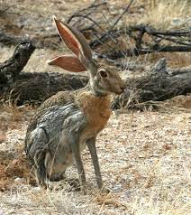Ladies And Gents The Antelope Jackrabbit Thought It Belonged Here Jack Rabbit Animals Wild Animals