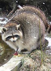 Raccoon Wikipedia
