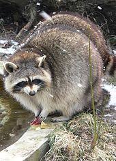 Raccoon Wikipedia