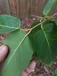 Image result for Eucalyptus torelliana