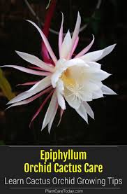 The native habitat for most cacti and succulents is a desert. Epiphyllum Orchid Cactus Care Learn Cactus Orchid Growing Tips In 2020 Orchid Cactus Cactus Care Orchids