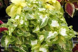 Image result for Coleus hadiensis