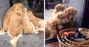 The goldador or golden labrador is a designer breed created through the cross of the… 20 Times Retrievers Proved They Are The Best Dogs Ever Bored Panda