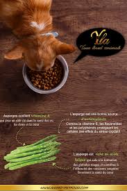 Asperges Bienfaits Pour Les Chiens Et Les Chats Aliment Riche En Proteine Recettes Pour Chien Asperge