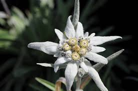 Bunga edelweis atau bunga abadi sebenarnya adalah bunga leontopodium alpinum yang banyak ditemukan di dataran tinggi pegunungan alpen. Edelweiss Flowers Are Unique And Rarely Seen Steemit