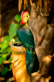 Image result for Turraea fischeri