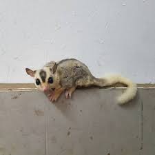 Dijual Sugar Glider Wf Mosaic Jantan Shopee Indonesia