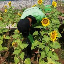 Rp 63,700, total pembayaran bulanan :rp 1,063,700 bunga matahari merupakan sebuah aplikasi yang digunakan sebagai aplikasi pendukung ksp simpan pinjam, yaitu sebuah software simpan pinjam dan akuntansi untuk koperasi dan lembaga perkreditan desa (lpd). Melihat Keindahan Bunga Matahari Di Taman Rotanusa Jakarta Utara