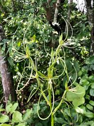 Image result for Habenaria cirrhata