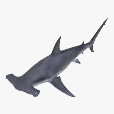 Great Hammerhead Shark 3d Model Ad Hammerhead Great Model Shark Hammerhead Shark Shark 3d Model