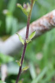 Image result for Eulophia tenella