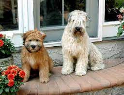 Puppy And Dog Wheaten Terrier Soft Coated Wheaten Terrier Wheaten Terrier Puppy