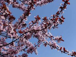 The tree's spectacular lilac, pink, and white flowers produce a marvelously sweet fragrance and dark green leaves to add a splash of vibrant color to your garden. 17 Amazing Desert Trees That Love The Sun And Don T Mind The Heat