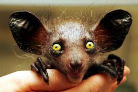 26 Weird And Unusual Animals Around The World Cute Baby Animals Scary Animals Unusual Animals