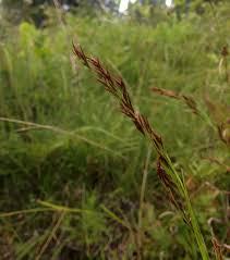 Image result for Rhynchospora eximia
