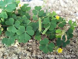 Image result for Oxalis corniculata