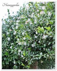 Arbusto dai piccoli fiori bianchi profumatissimi — soluzioni per cruciverba e parole crociate. Piccoli Fiori Stellati Mynurserygarden Com