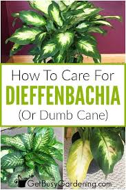 How To Care For Dieffenbachia Dumb Cane In 2020 Plant Care Houseplant Plants Dumb Cane Plant