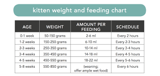 Weighing Kitten Lady Feeding Kittens Cat Feeding Schedule Kitten Growth Chart