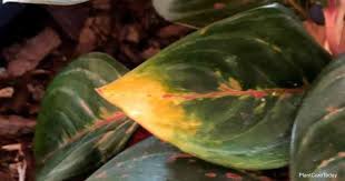 The pattern of yellowing, as well as reviewing the care conditions can help you identify. Why Are My Chinese Evergreen Leaves Turning Yellow