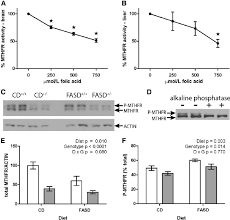 Mthfr Activity Is Inhibited By Folic Acid In Vitro And Immunoreactive Download Scientific Diagram