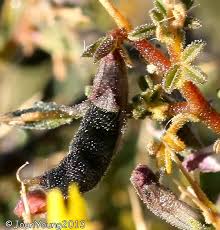 Image result for Melolobium