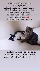 Smokin Cinsi Minik Sahiplendirildi Ankara Ucretsiz Kedi Kopek Sahiplendirme Platformu Facebook