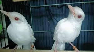 Sistem kami menemukan 25 jawaban utk pertanyaan tts nama burung. 77 Nama Burung Murai Yang Bagus Lengkap Sama Arti Biar Cepat Gacor Dan Juara Tabir Dakwah