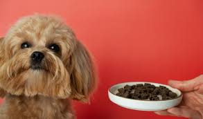 Top 10 Latest Pet Treat Brands In India Ranked By Nutritionists