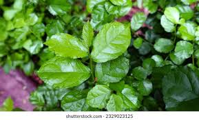 Image result for Streblus