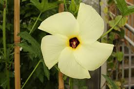 Image result for Abelmoschus