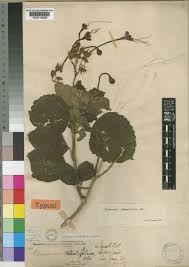 Image result for Clerodendrum rotundifolium