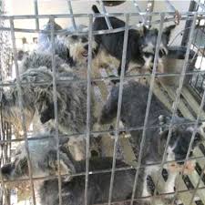 Bow&wow carries a wide range of premium pet food and products for dogs and cats, sourced from partne. Humane Humane Society Releases List Of Worst Puppy Mills In The U S