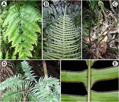 Image result for Pteris atrovirens