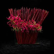 Image result for Gloriosa