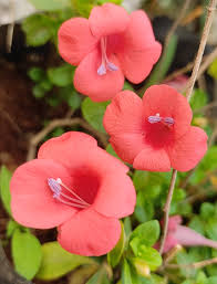 Image result for Barleria holubii