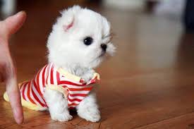 To help you understand what weight your maltese or teacup maltese should be, here's a handy chart: Maltese Price Range Maltese Cost How Much Are Maltese Puppies