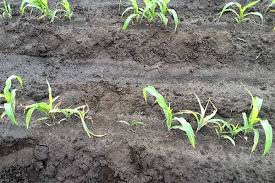 Iowa Corn Evaluating Stands Making Replant Decisions Agfax
