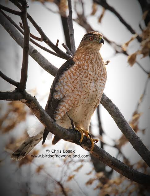 For the Birds: Flushing a Cooper's hawk will get the heart pumping | Birds of New England.com