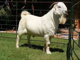 Pigmentation must be dark grey to black. Savanna Goat Breed The Namibian Savanna Goats Goats Boer Goats