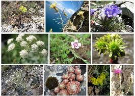 Because they are only found in certain locations, they require special conservation efforts. Pont And Cepf Support The Conservation Of Endemic Plants In Prespa Prespa Ohrid Nature Trust