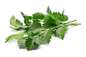 Image result for Pimpinella sp. A. of FZ 4: 594